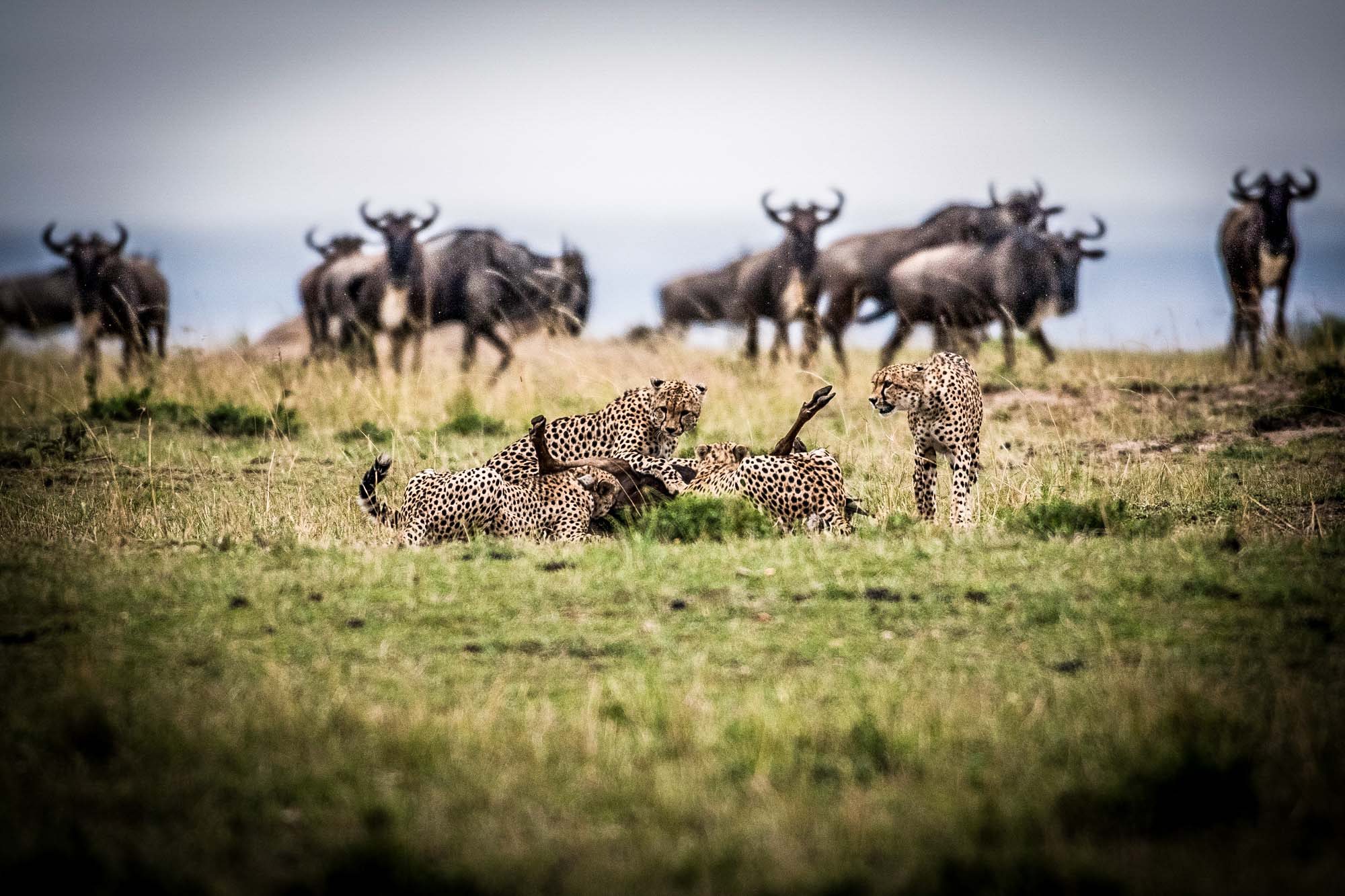 SAFARI AFRICA