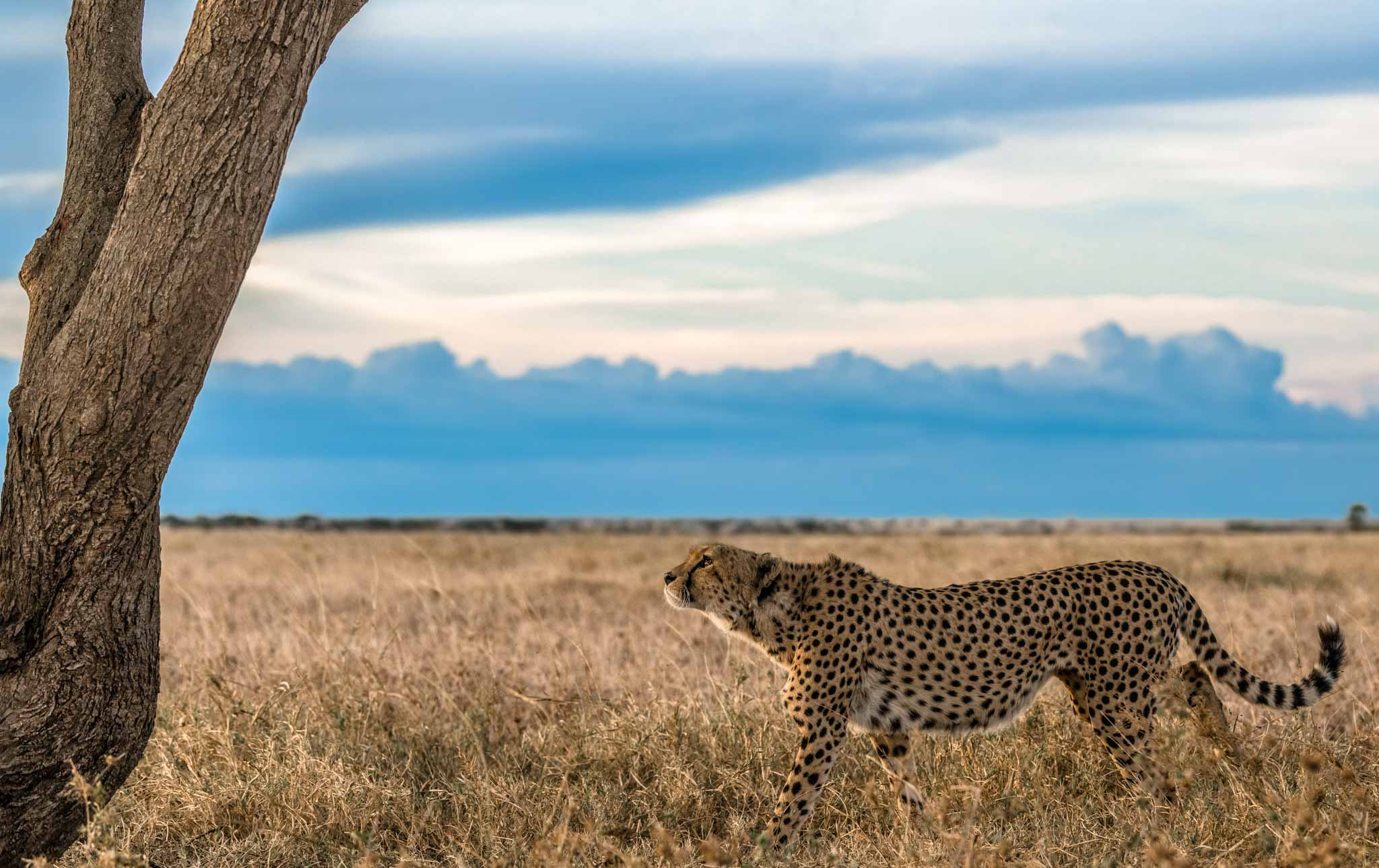 SAFARI AFRICA